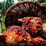 Presco, Okomu Oil Close 2025 with Record Profits Despite Cost Pressures